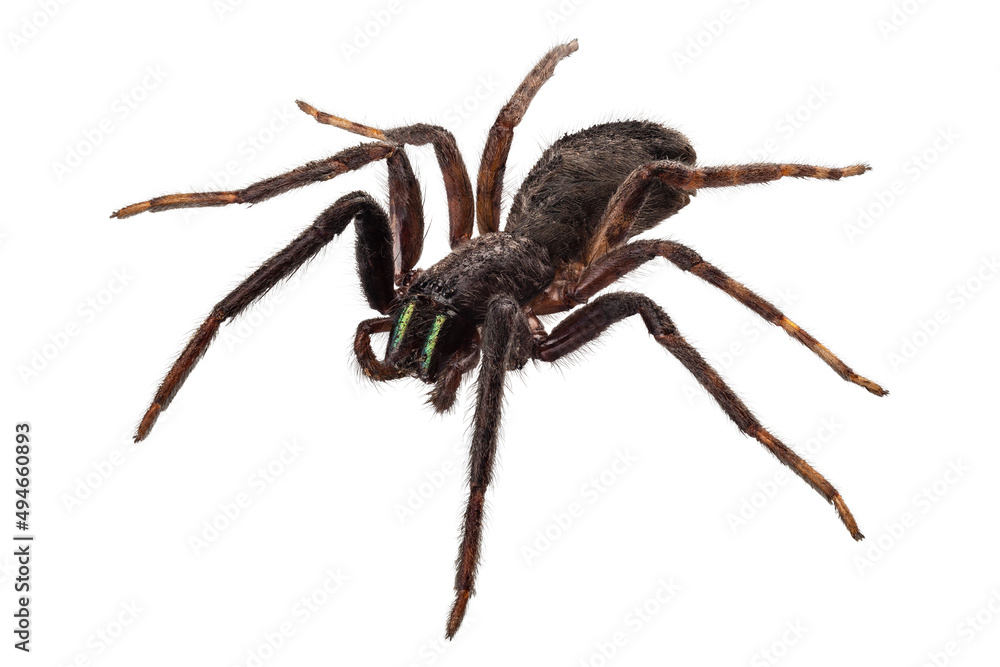 Fototapeta premium black spider species tegenaria sp