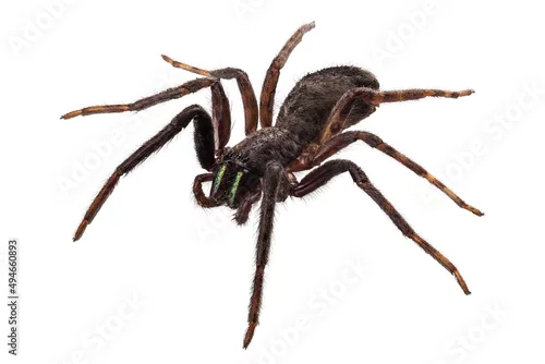 Fototapeta na wymiar black spider species tegenaria sp