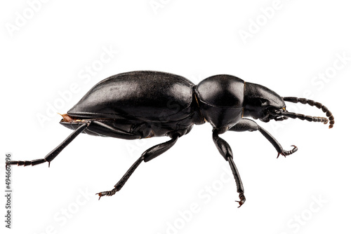 beetle species Tentyria peiroleri photo