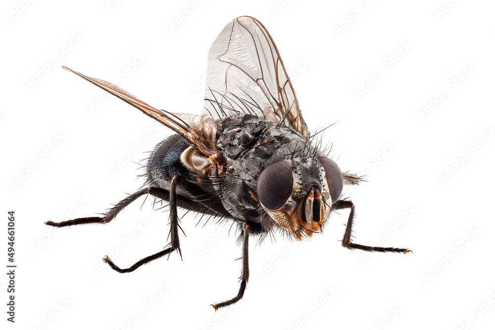 blue bottle fly species calliphora vomitoria