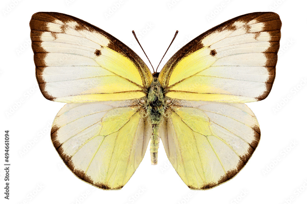Fototapeta premium Butterfly species Catopsilia pomona 