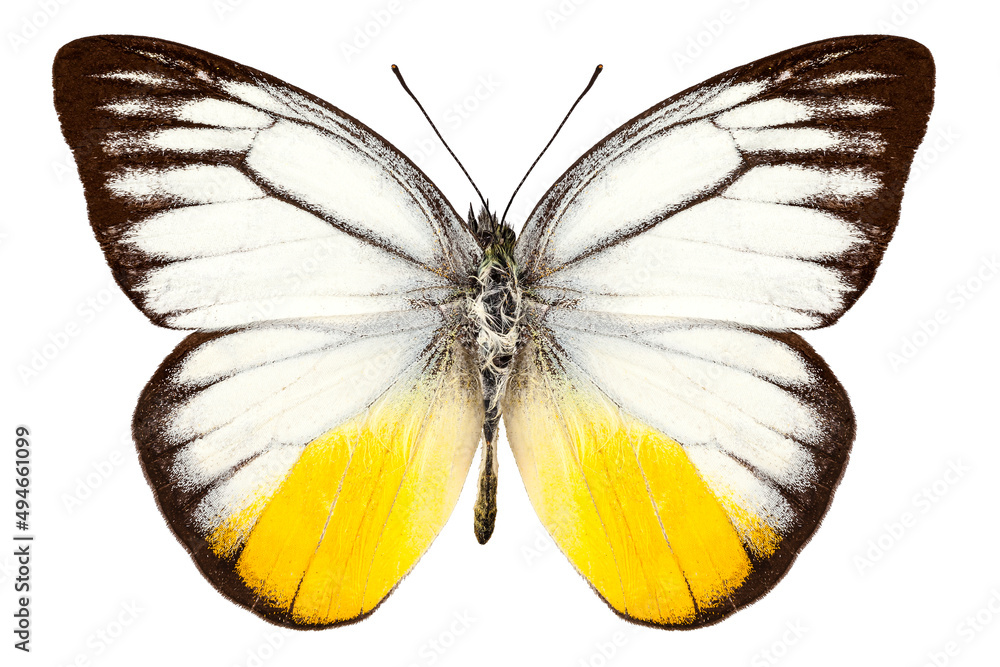 Fototapeta premium Butterfly species Cepora judith
