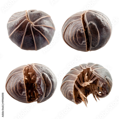 Pill-bug armadillidium vulgare