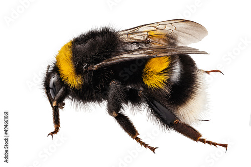 Bumblebee species Bombus terrestris photo