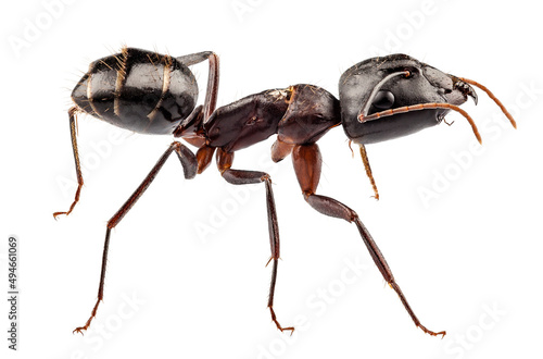 Carpenter Ant species camponotus vagus