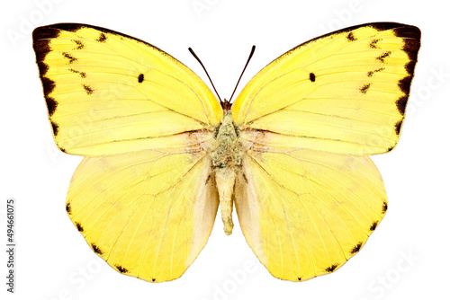 Butterfly species Catopsilia pomona pomona "Lemon Emigrant"