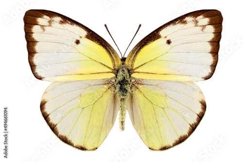 Butterfly species Catopsilia pomona "Lemon Emigrant"