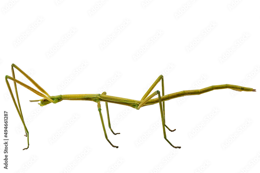 Obraz premium Spanish Walking Stick insect species Leptynia hispanica