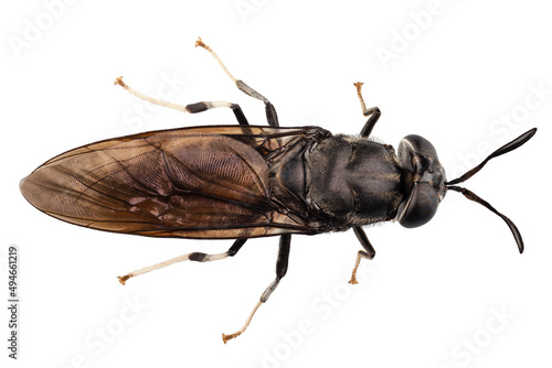 black soldier fly species Hermetia illucens