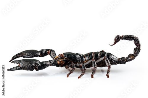 Black scorpio species Heterometrus cyaneus