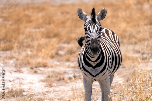Close up of a zebra from the front  Botswana