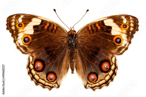 Butterfly species Junonia orithya "Eyed Pansy"
