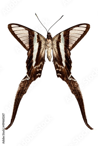 Butterfly species Lamproptera curius 