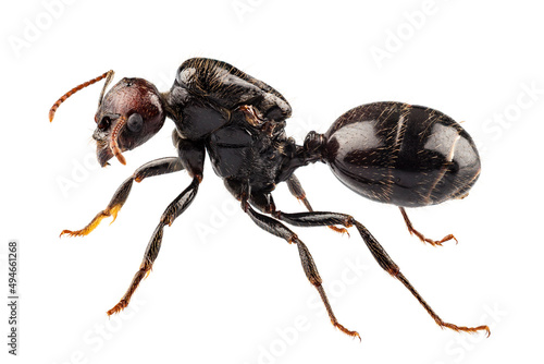  Black garden ant species Lasius niger photo