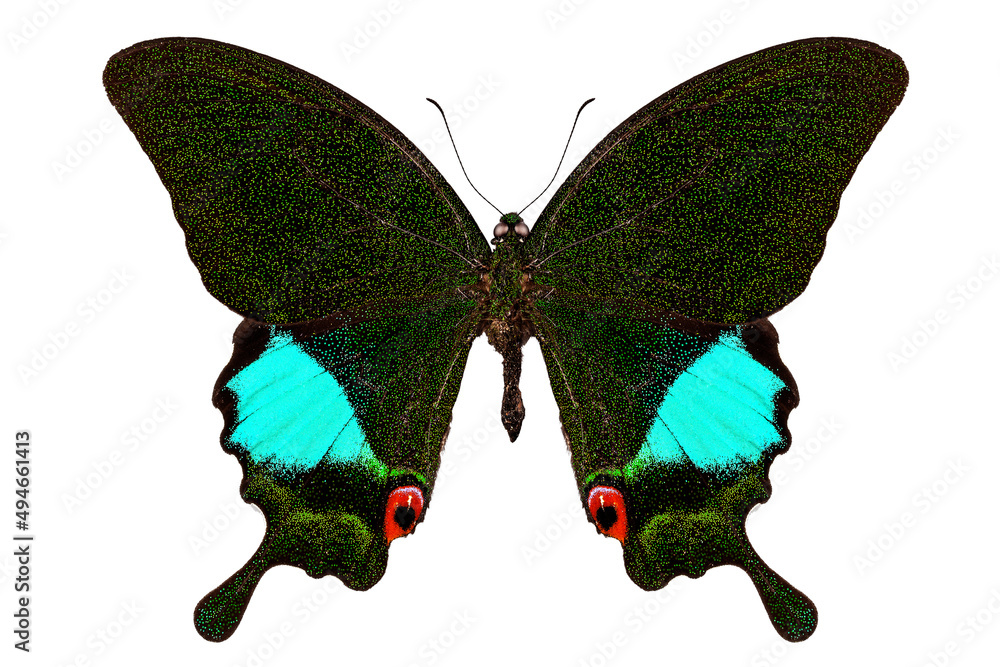 Butterfly species Papilio Karna Karna in high definition extreme focus isolated on white ...