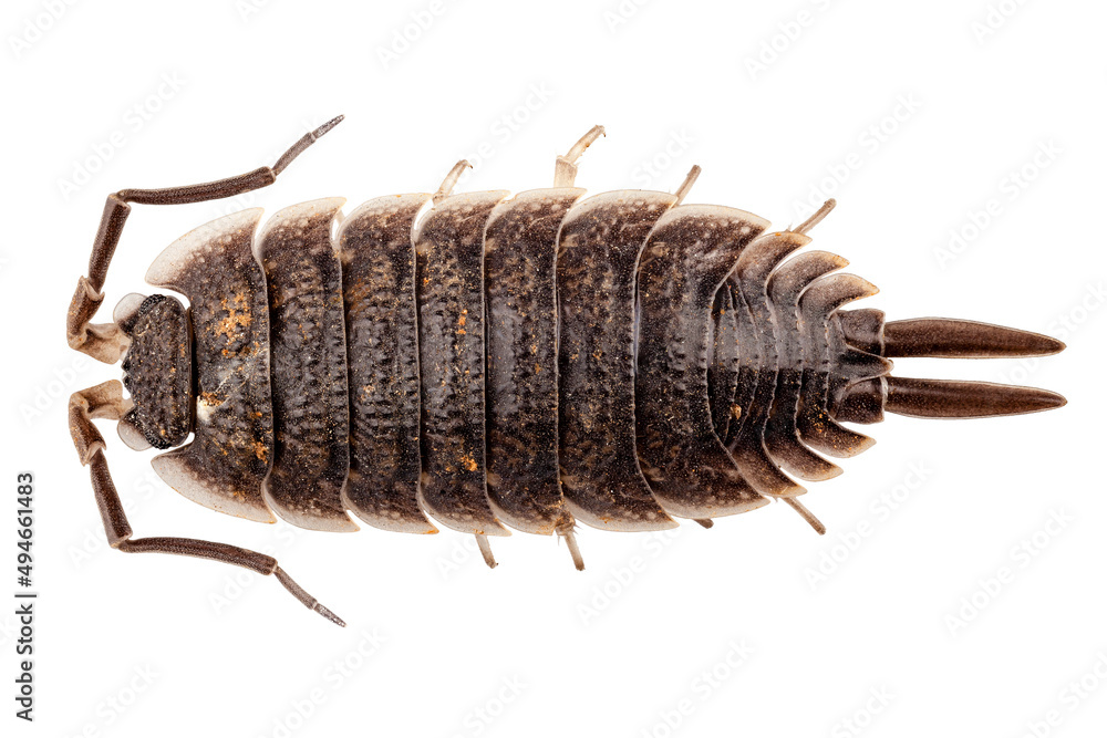 woodlouse species porcellio scaber woodlouse species porcellio scaber