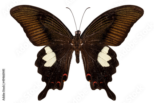 Canvas Print Black and brown butterfly species Papilio nephelus