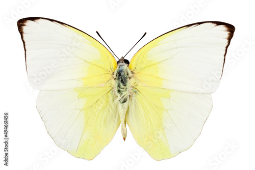 Butterfly species phoebis statira