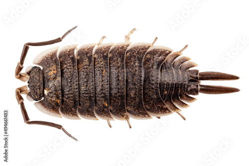 woodlouse species porcellio scaber