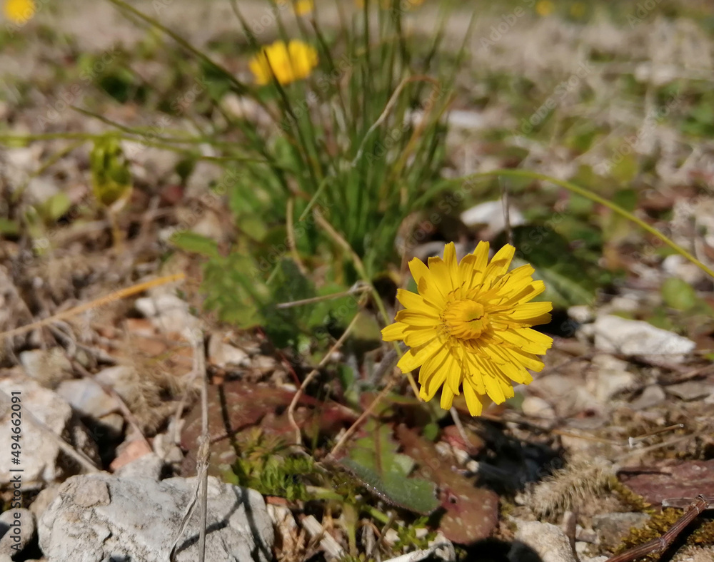 Yellow flower bloomed in spring meadow with green grass Yellow flower bloomed in spring meadow with green grass