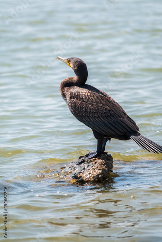 Great cormorant, Phalacrocorax carbo, standing on a stone on the sea shore.