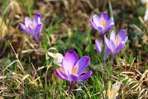 Saffron flowers in park meadow