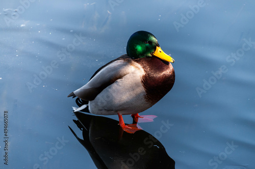 duck on the water, ice