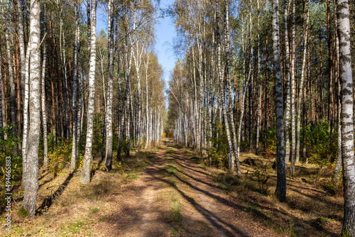 The trail in the birch forest.