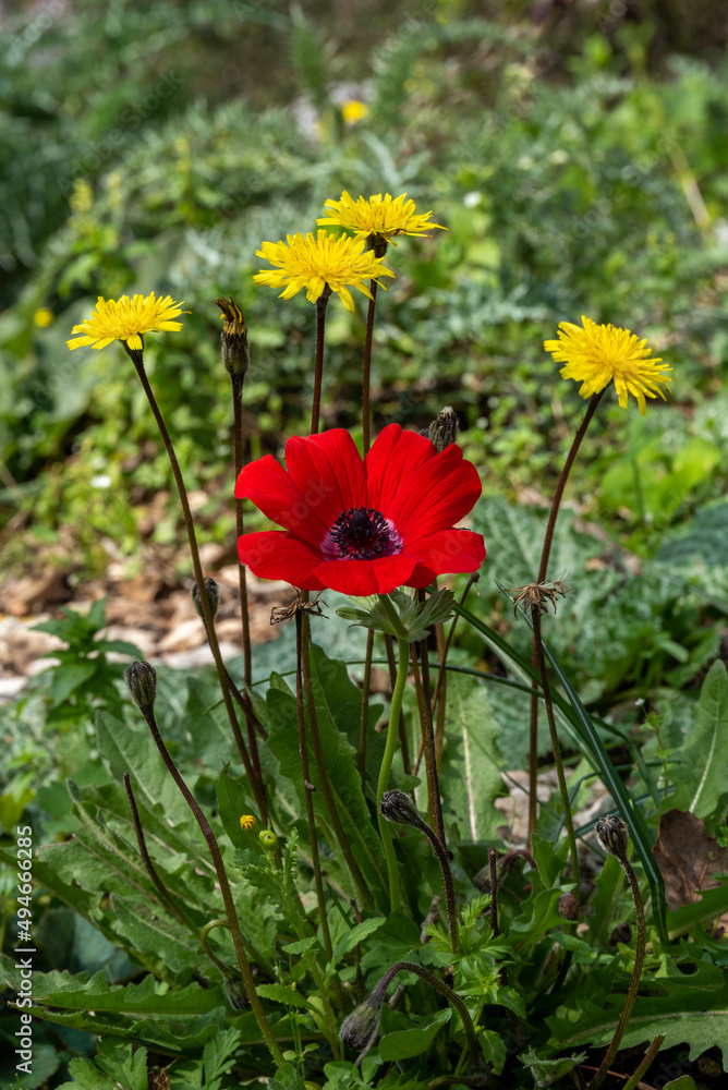 Beautiful wild red Anemone and dandelions growing in wooded areas and open meadows in Israel
Beautiful wild red Anemone and dandelions growing in wooded areas and open meadows in Israel