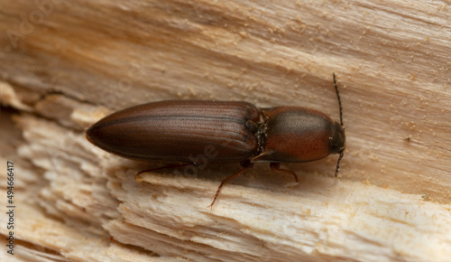 Click beetle, Sericus brunneus on wood, macro photo photo