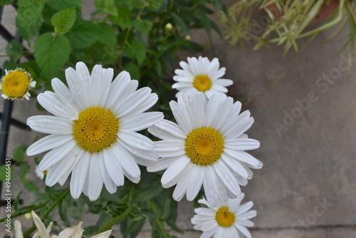 Fototapeta Naklejka Na Ścianę i Meble -  daisies in a garden