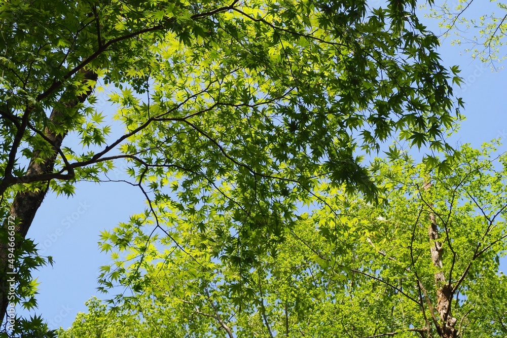 光に透ける楓の葉