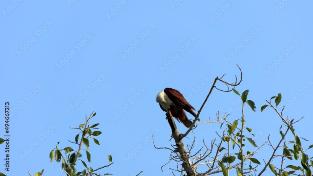 Brahminy kite on a tree