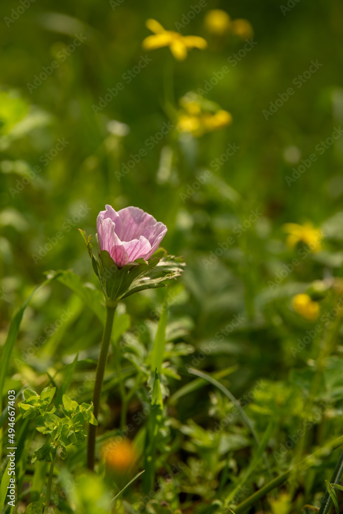 Beautiful wild pink Anemones growing in wooded areas and open meadows in Israel
Beautiful wild pink Anemones growing in wooded areas and open meadows in Israel