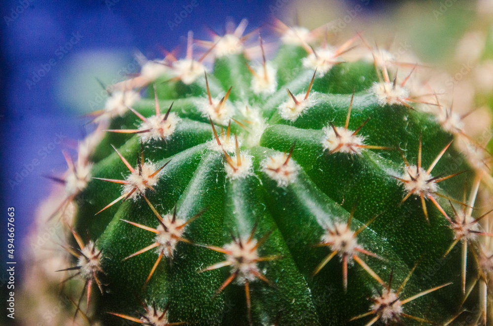 cactus close up, houseplants, succulents cactus close up, houseplants, succulents