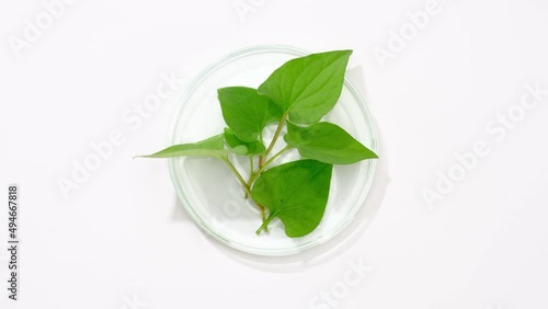Flatlay of heartleaf decorated in petri dish in white background for advertising  photo