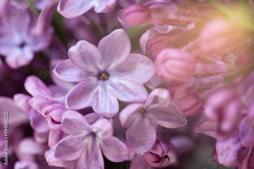 Beautiful spring card with blossoming lilac flowers and sunbeams. Blurred focus, Space for copy. © Александра Алероева