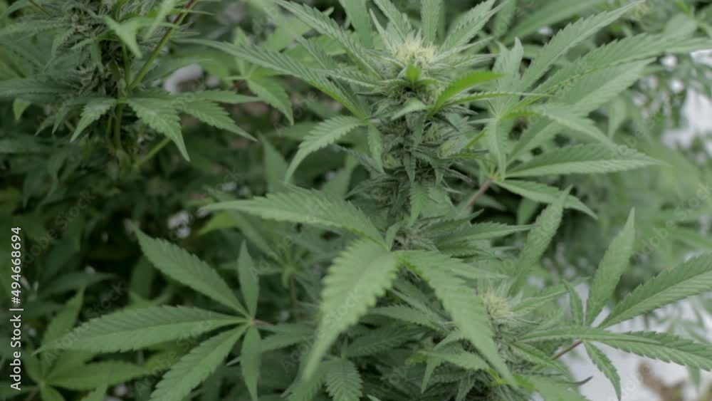 Slow Motion Shot of a large Marijuana Bush Slow Motion Shot of a large Marijuana Bush