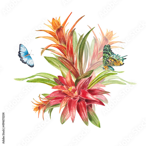 Fotografija Tropical bromeliad plant with red leaves and butterflies hand-painted in watercolor
