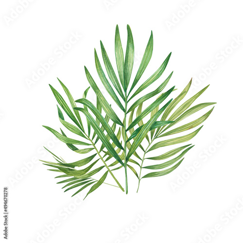 Exotic green plant in watercolor. Tropical leaves  palm leaf  bamboo. Isolated on a white background. Suitable for design  invitations  wallpapers  weddings  packaging. Botanical illustration