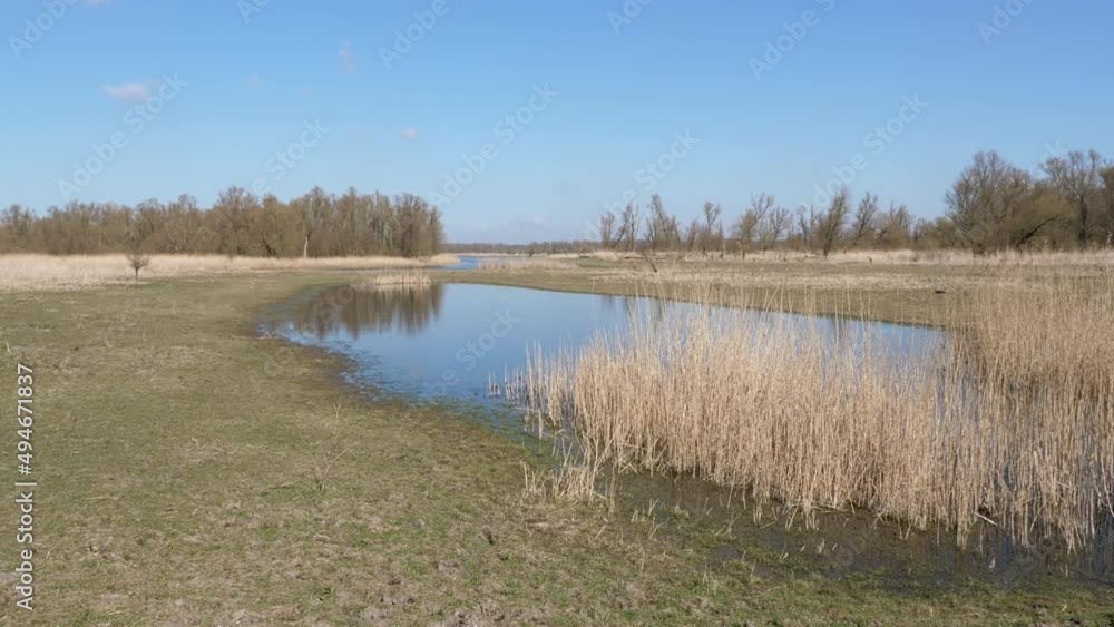 National park Oostvaardersplassen in the Netherlands, lake and reed National park Oostvaardersplassen in the Netherlands, lake and reed