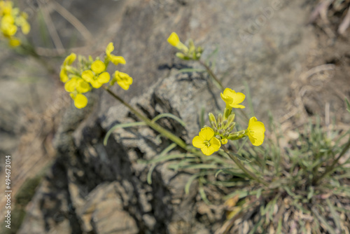 fiori selvatici gialli spuntano tra le rocceyellow wild flowers among the rocks photo