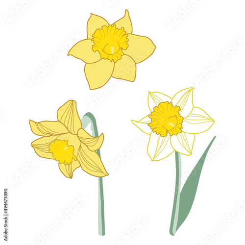 Daffodil flowers vector illustration set collection icons