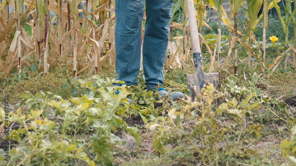 Daily life of rural farmers. Digging potatoes in garden. Countryside life. Daily life of rural farmers. Digging potatoes in garden. Countryside life.