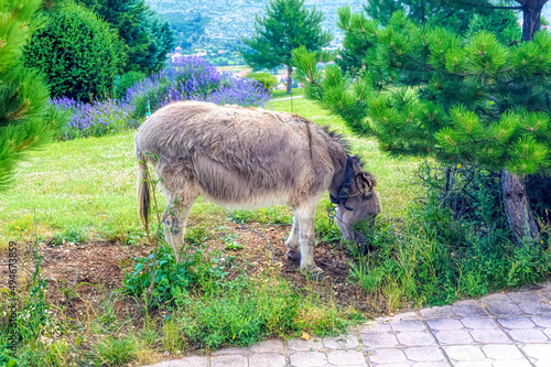 The domestic donkey with leather collar   grazes the grass.