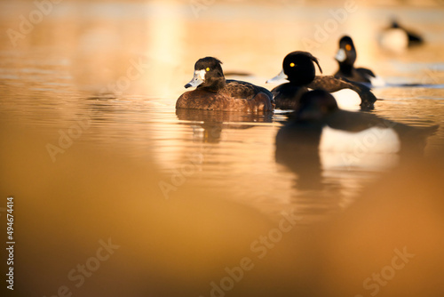Tufted ducks swimming in the golden light