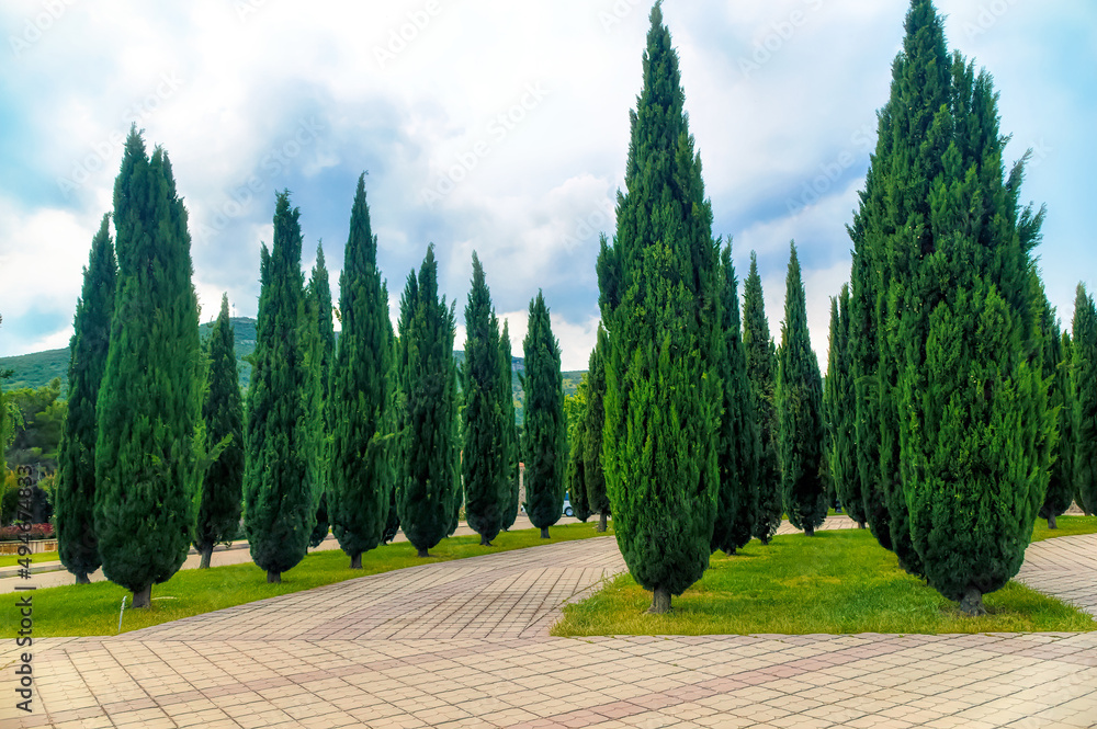 Nicely decorated park decorated with green cypresses.