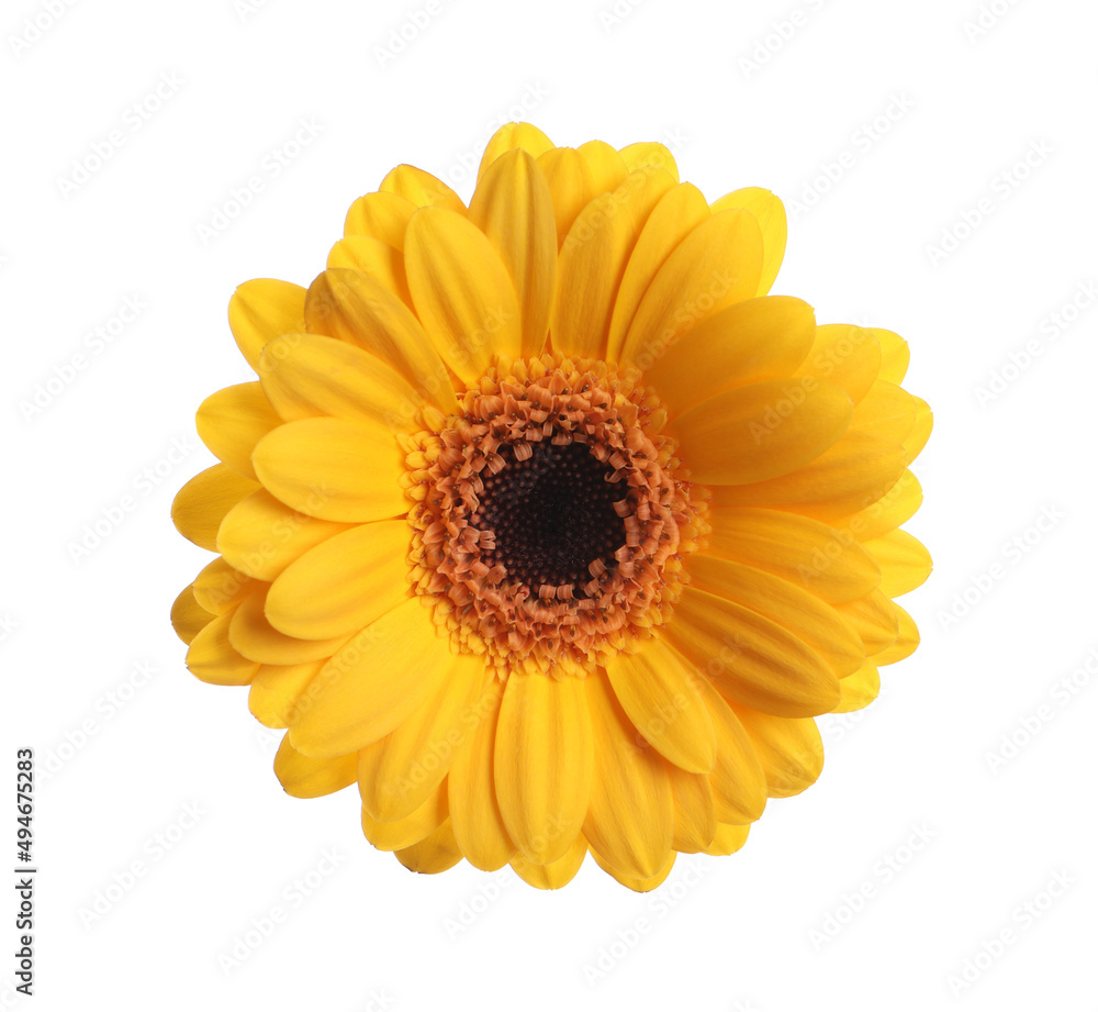 Beautiful yellow gerbera flower isolated on white Beautiful yellow gerbera flower isolated on white
