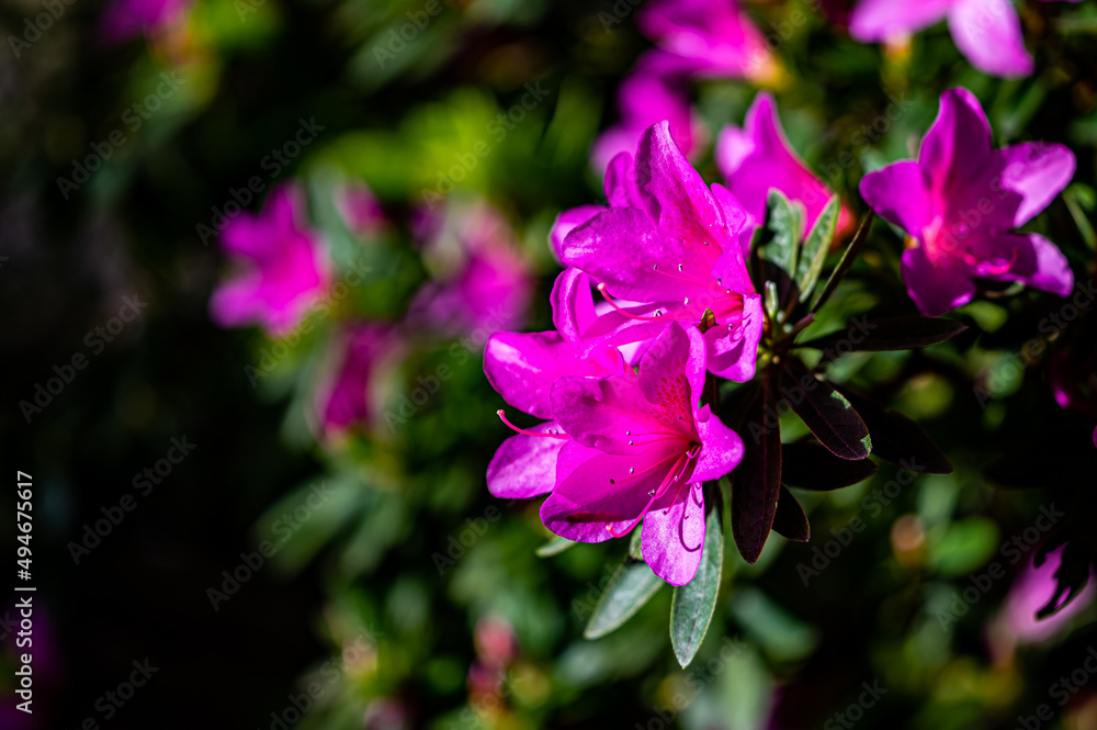Obraz premium blooming rhododendron