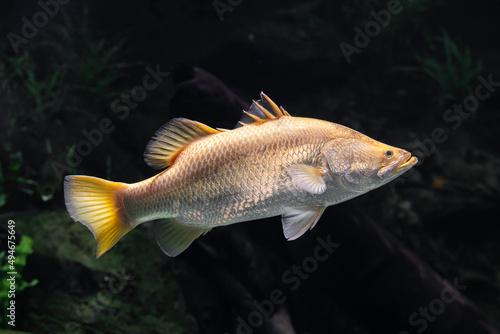 Rare Golden Barramundi 